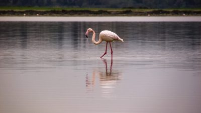 flamingo-1979690_960_720